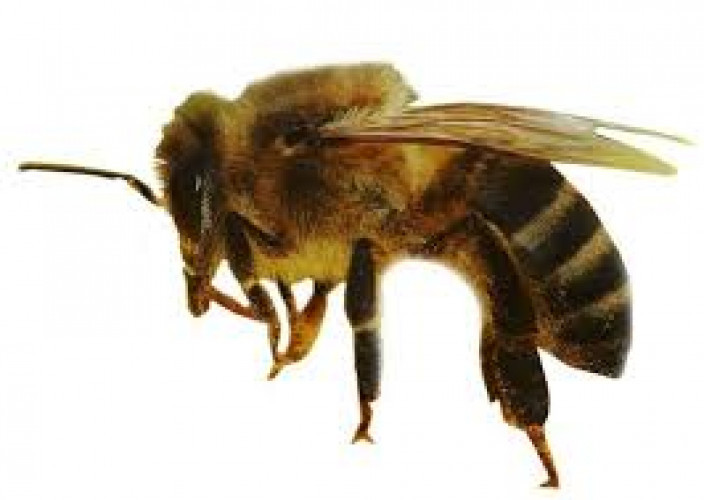 Cheru Then (stingless bee honey)
